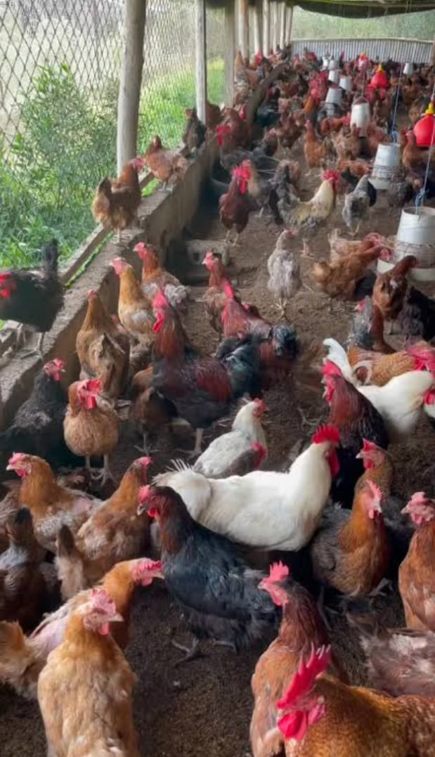 Poussins goliaths OLUWA TCHETEMI